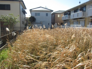 敷地　北側より　南方向を見る