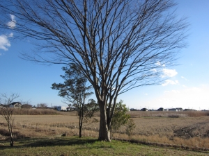 敷地　南東側の大きな樹