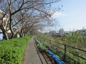 敷地　南側の一宮川　土手の桜並木の様子